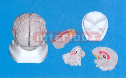 16 x 14 x 13 cm GREY BRAIN, (3 PCS) ,NATURAL, ON BASE